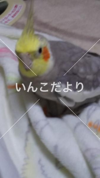 コメントの画像