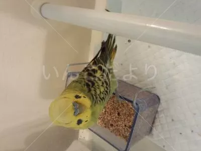 コメントの画像