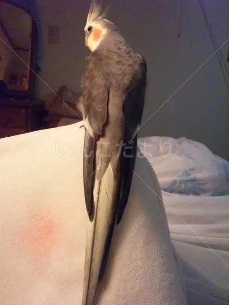 コメントの画像