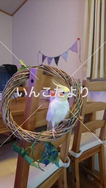 コメントの画像