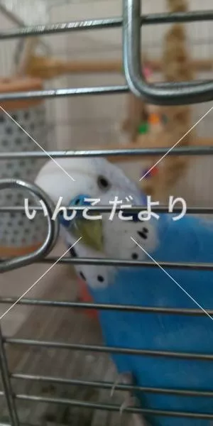 コメントの画像