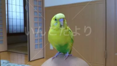 コメントの画像