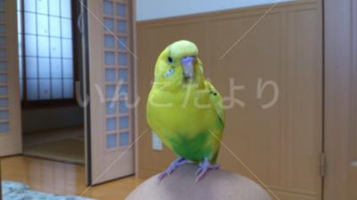 コメントの画像