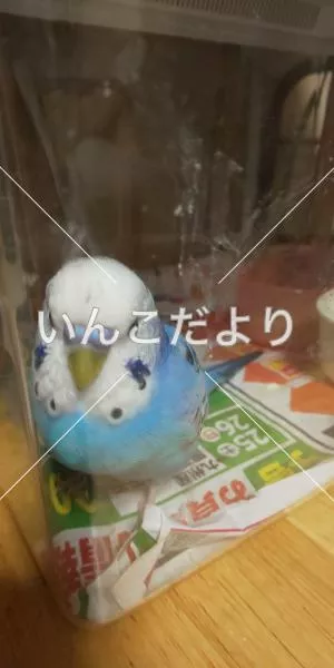 コメントの画像