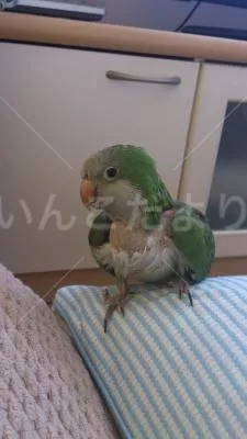 コメントの画像