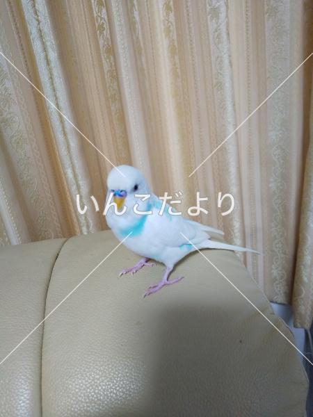 コメントの画像