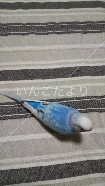 コメントの画像