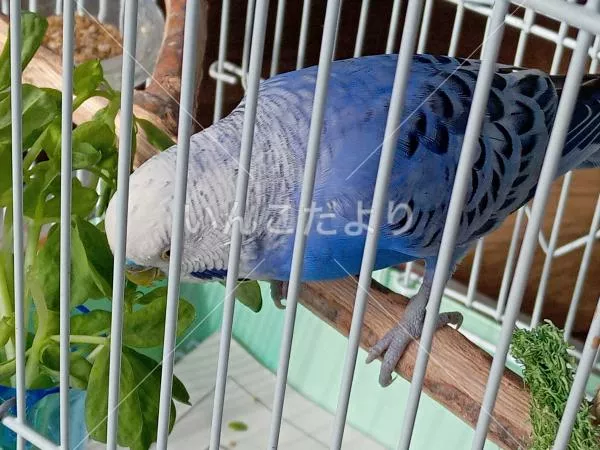 コメントの画像