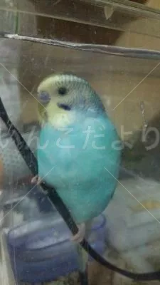 コメントの画像