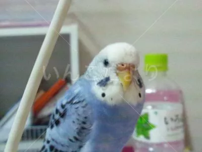 コメントの画像