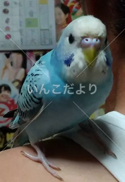 コメントの画像