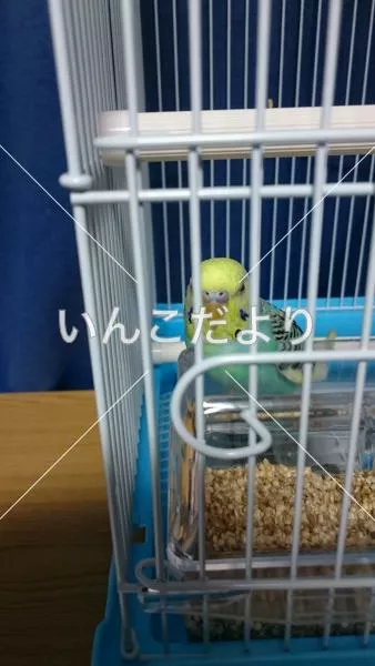 コメントの画像