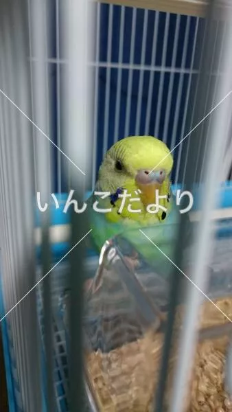 コメントの画像