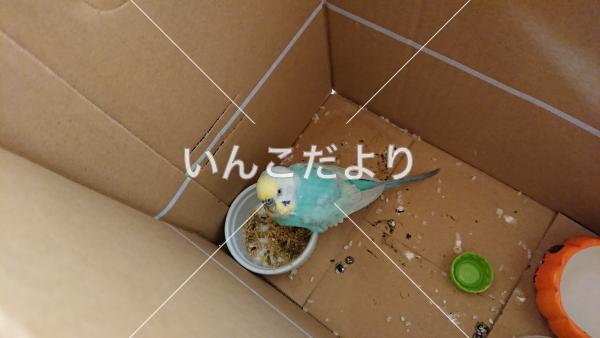 コメントの画像