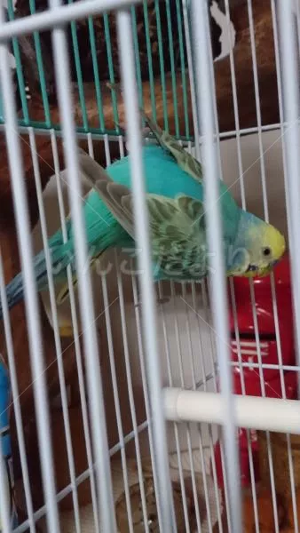 コメントの画像