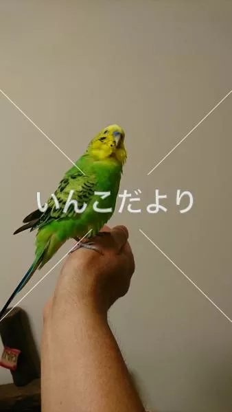 コメントの画像