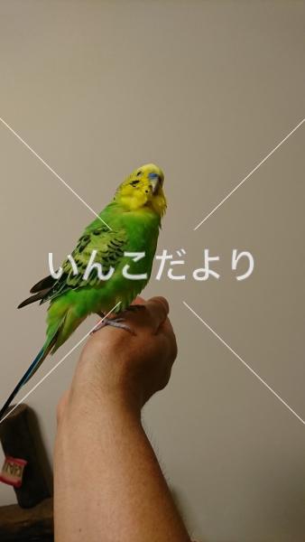 コメントの画像