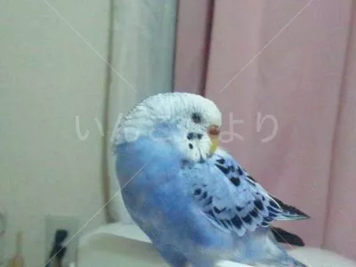 コメントの画像