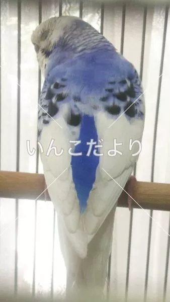 コメントの画像