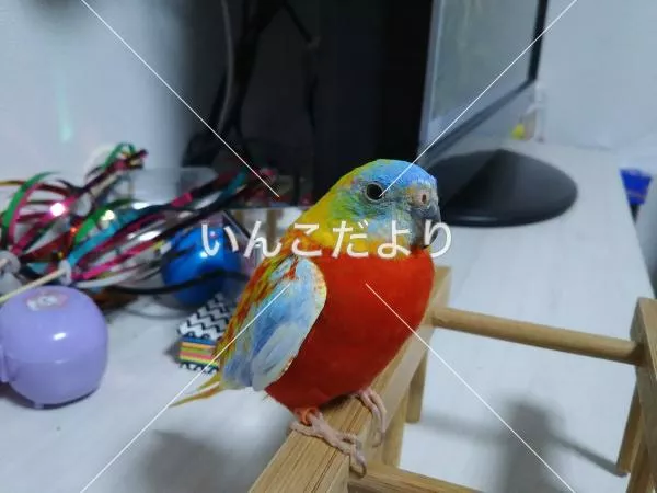 コメントの画像