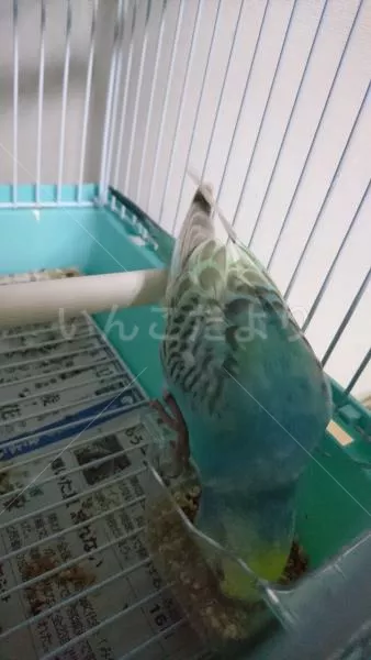 コメントの画像