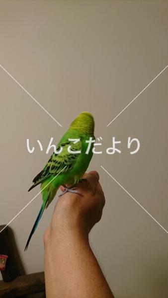 コメントの画像