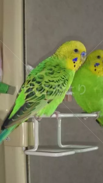 コメントの画像