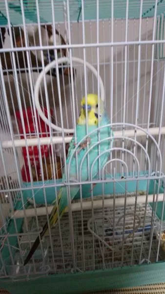 コメントの画像