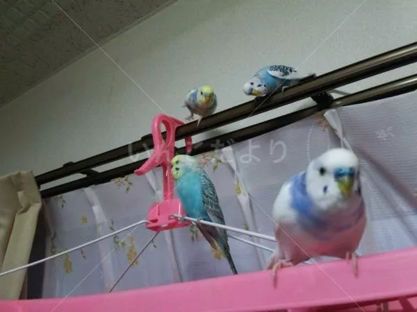 コメントの画像