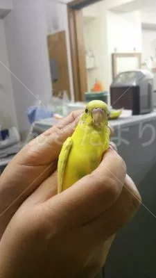 コメントの画像