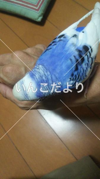 コメントの画像