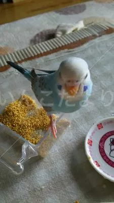 コメントの画像