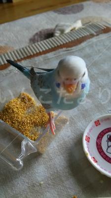 コメントの画像