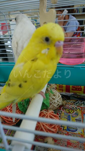 コメントの画像