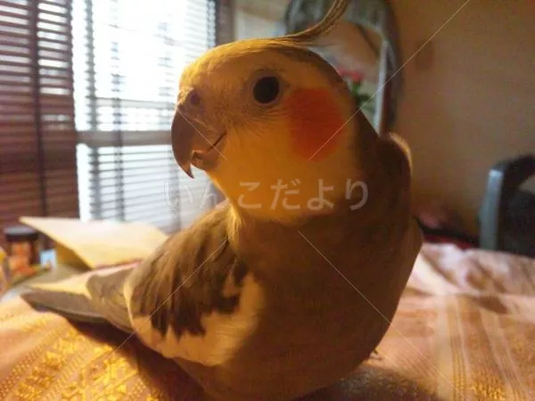 コメントの画像