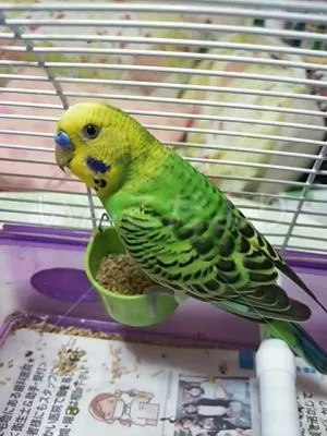 コメントの画像