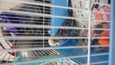 コメントの画像