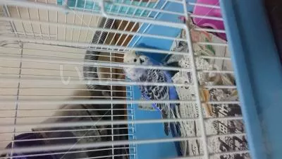 コメントの画像