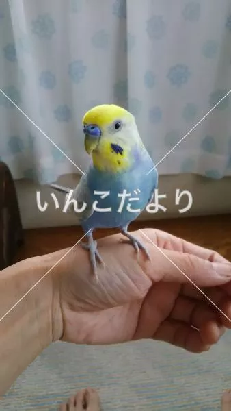 コメントの画像