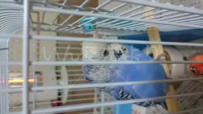 コメントの画像