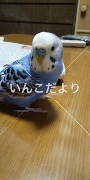 コメントの画像