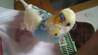 コメントの画像