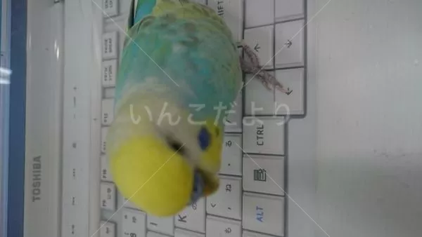 コメントの画像