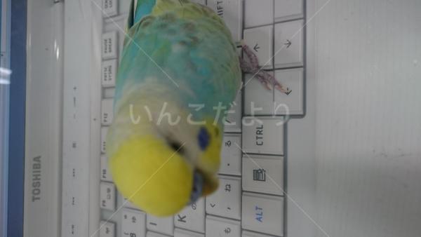 コメントの画像