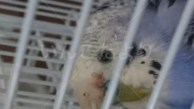 コメントの画像