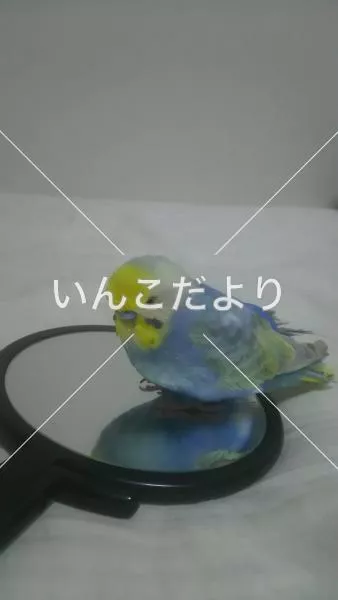 コメントの画像