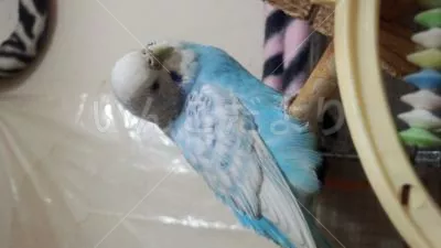 コメントの画像