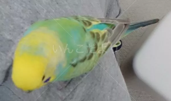 コメントの画像