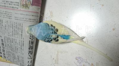 コメントの画像