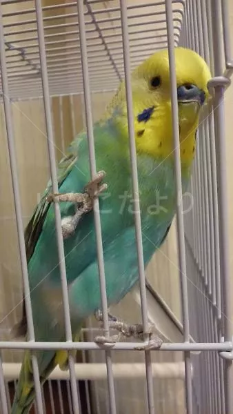 コメントの画像